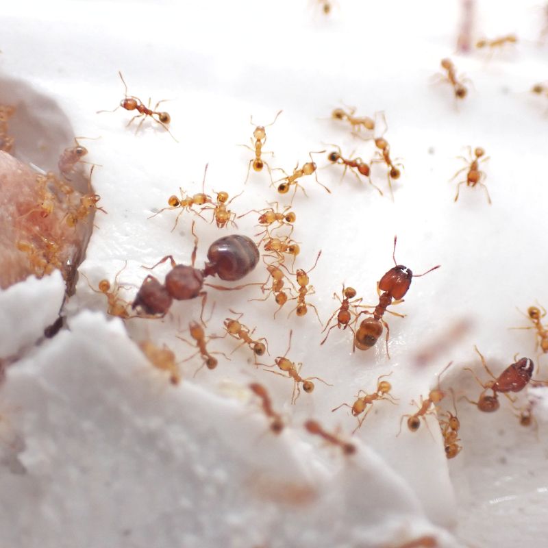 アズマオオズアリの飼育方法｜赤い小さな蟻｜ヒアリに似ている！？｜Pheidole fervida | ありぐら