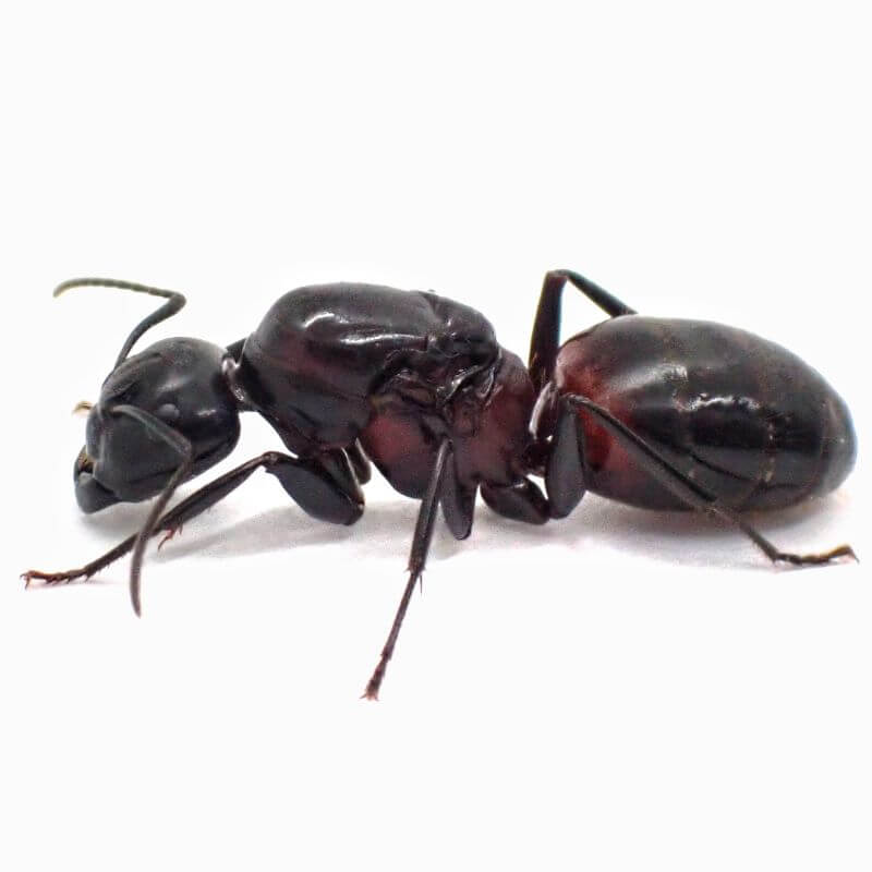 ムネアカオオアリの飼育方法 日本最大種 赤く大きいアリ 結婚飛行時期や生態がわかる Camponotus Obscuripes ありぐら
