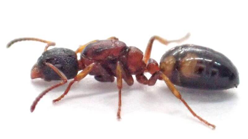 シベリアカタアリの飼育方法 赤黒黄の珍しい三色の蟻 樹上性小型種 赤い小さなアリ Dolichoderus Sibiricus ありぐら