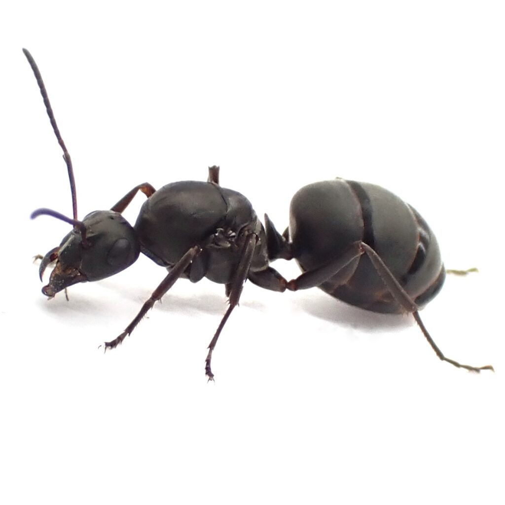 黒蟻の画像 _ 黒蟻 大量発生 – ZUCICY