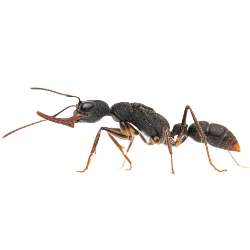 クワガタアリ