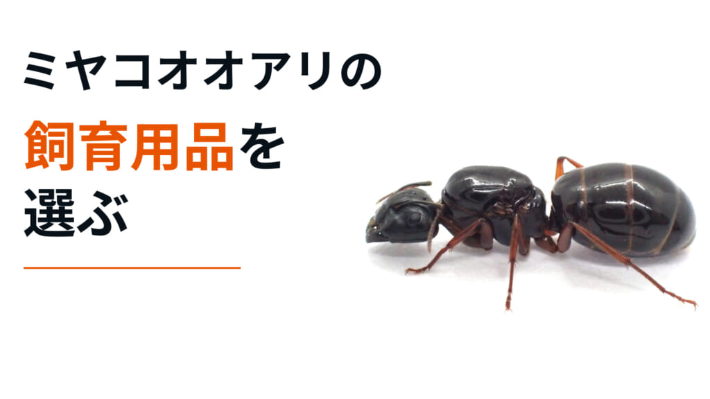 ミヤコオオアリの飼育用品を選ぶ。ミヤコオオアリの実物写真。
