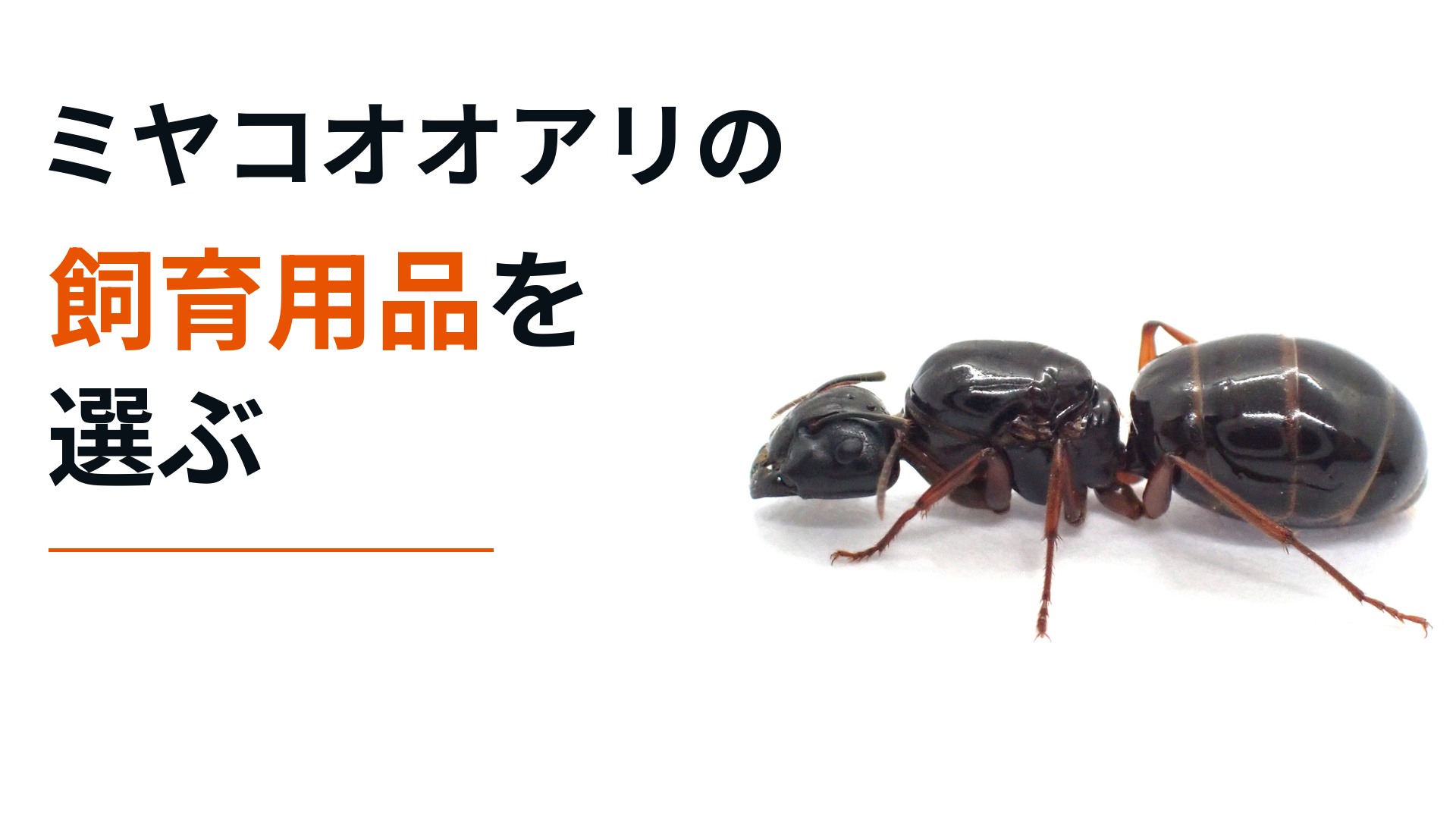 ミヤコオオアリの飼育用品を選ぶ。ミヤコオオアリの実物写真。