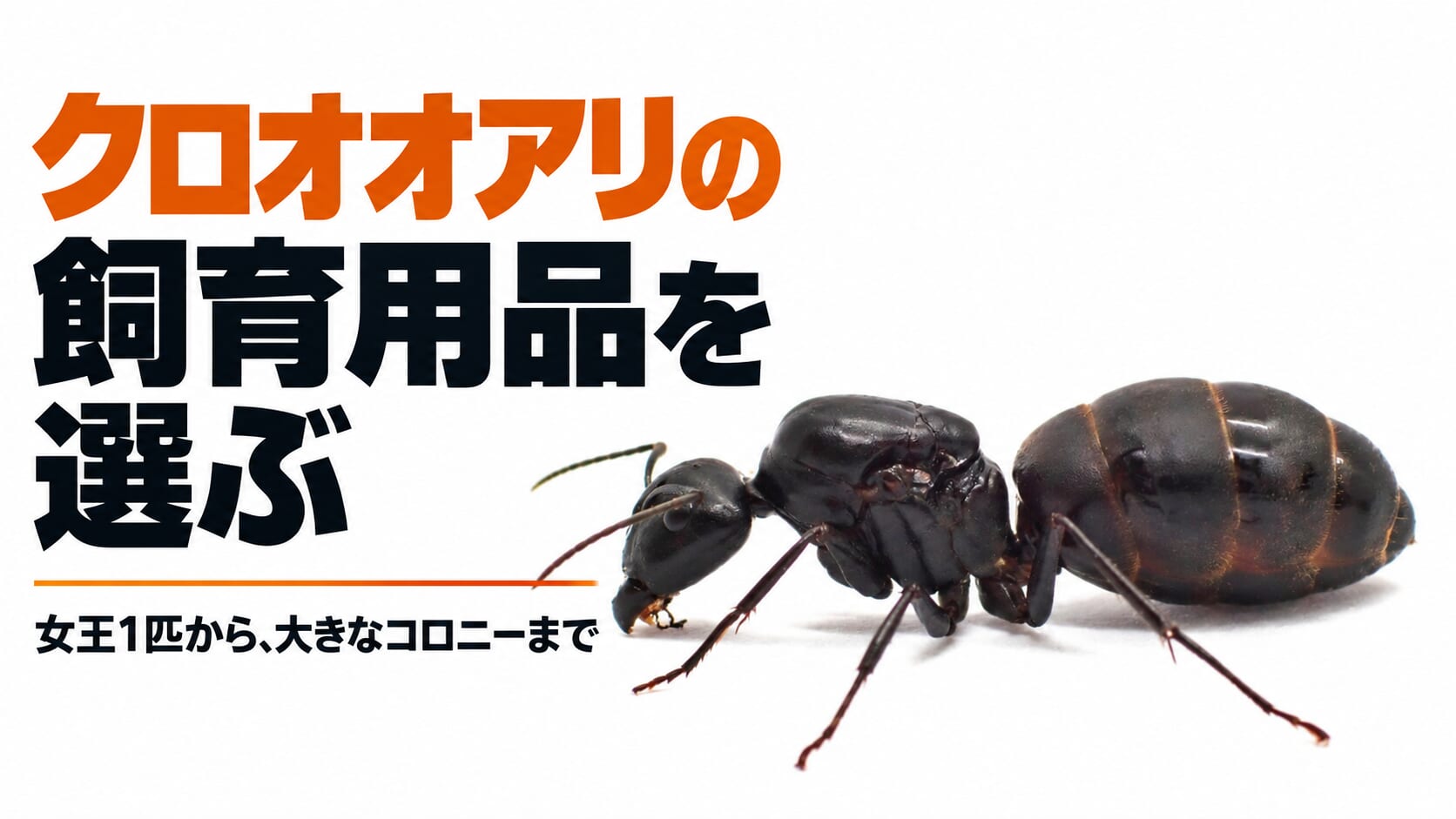 クロオオアリの飼育用品を選ぶ。女王1匹から、大きなコロニーまで。