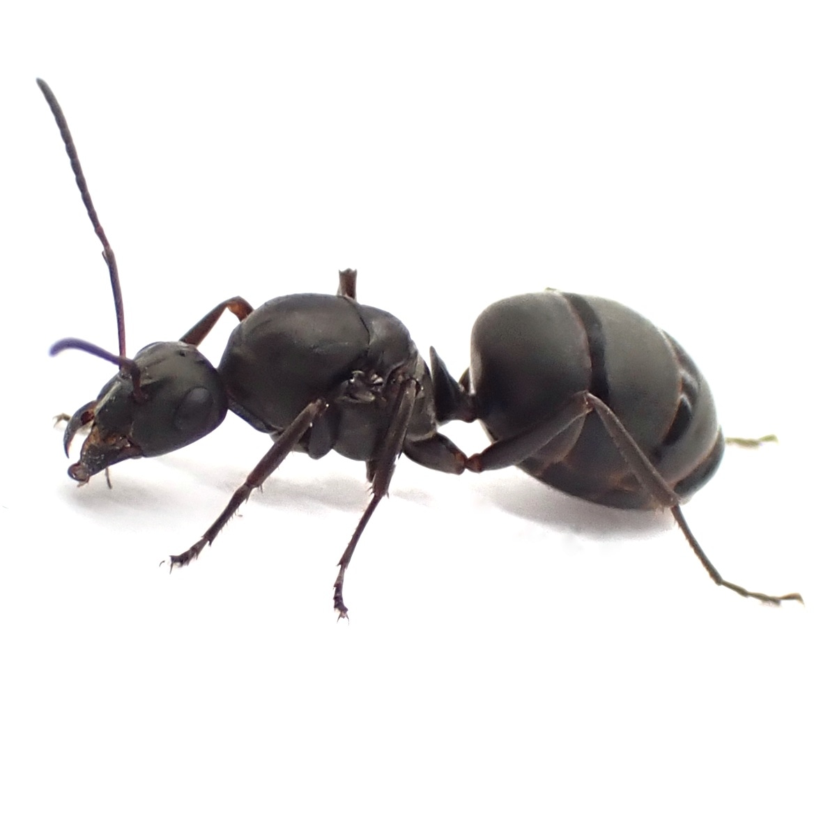 クロヤマアリ