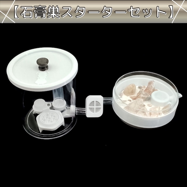 平型石膏巣｜スターターセット